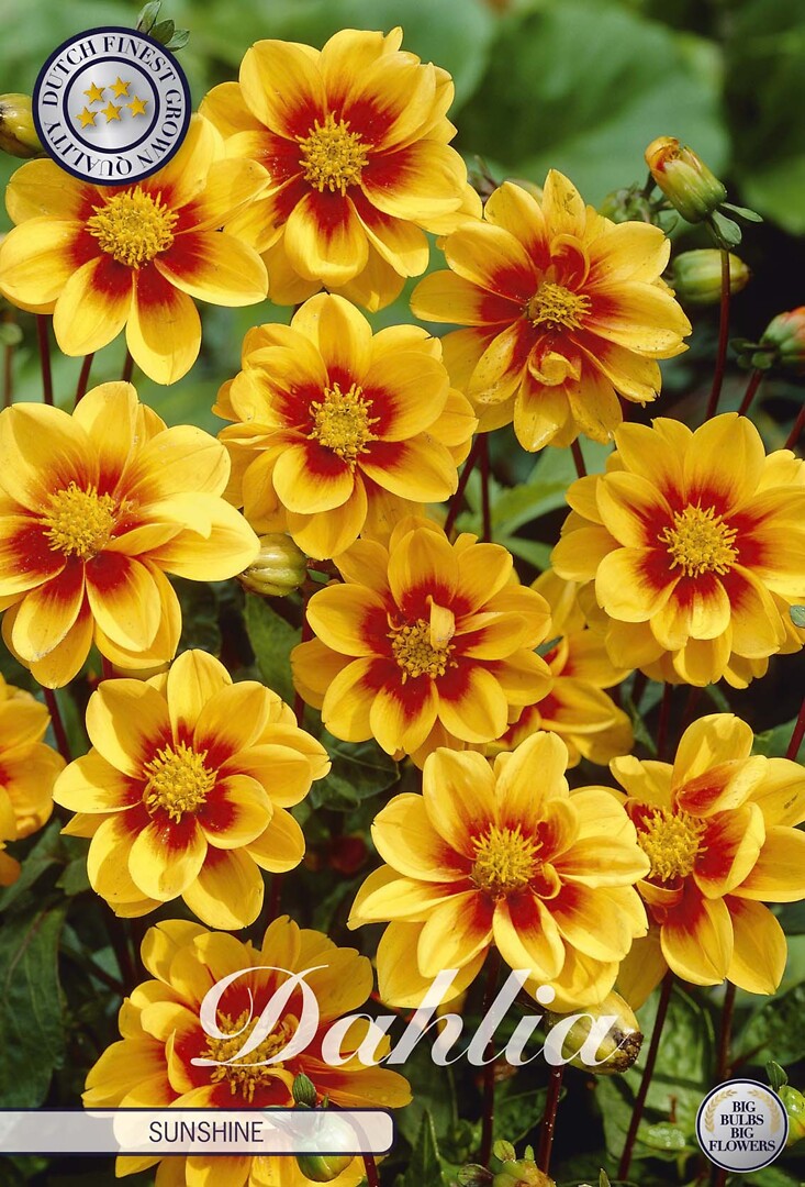 Dahlia Mignon Sunshine