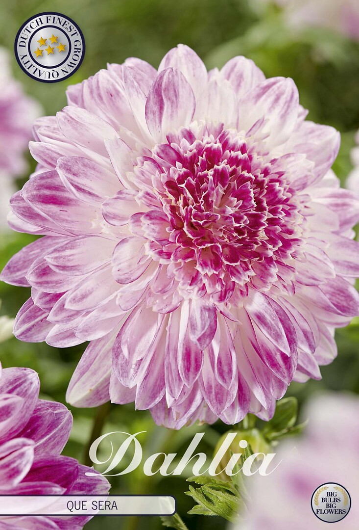 Dahlia Que Sera