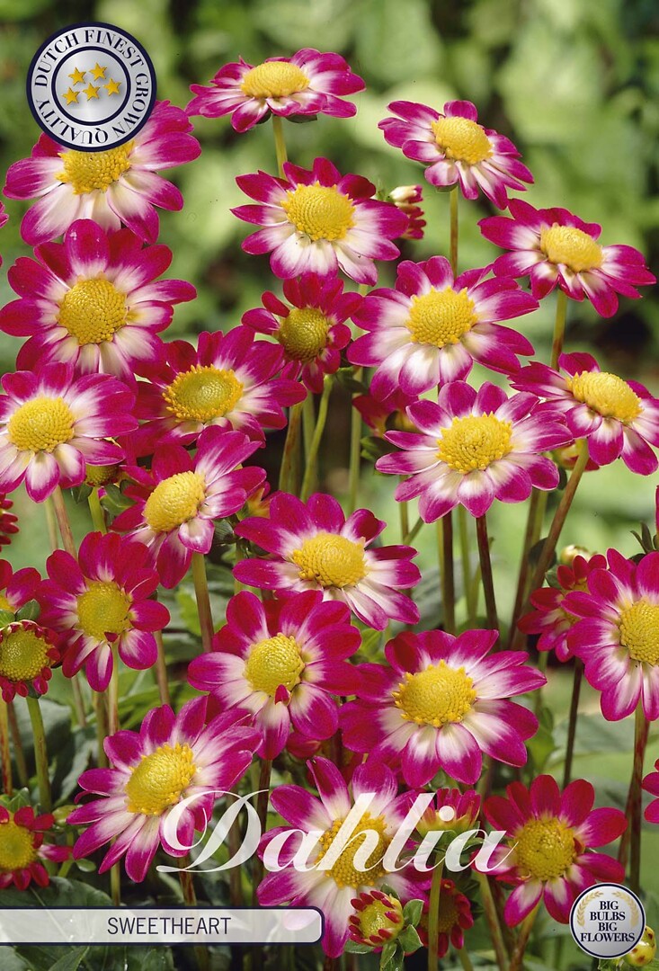 Dahlia Sweetheart