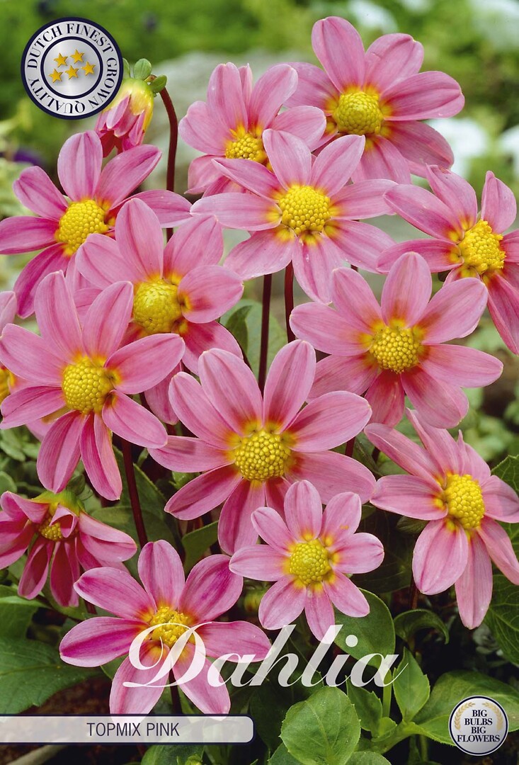 Dahlia Top Mix Roze