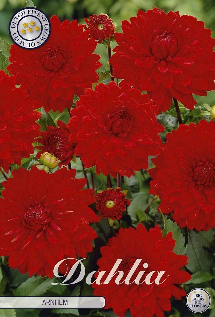 Dahlia Arnhem