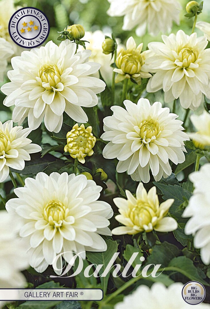 Dahlia Art Fair