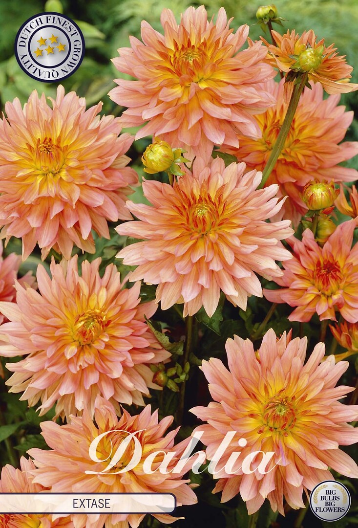 Dahlia Extase