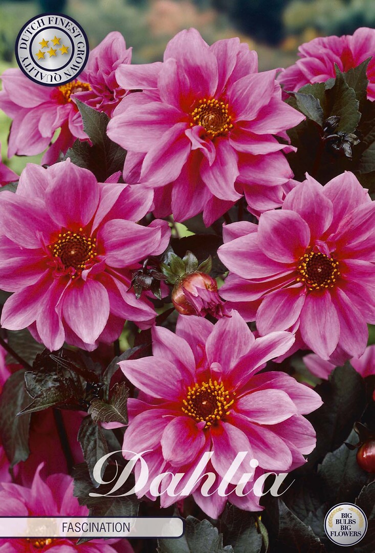 Dahlia Fascination