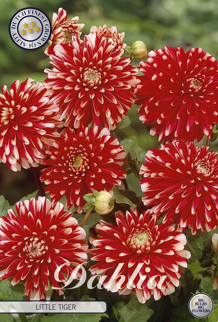 Dahlia Little Tiger