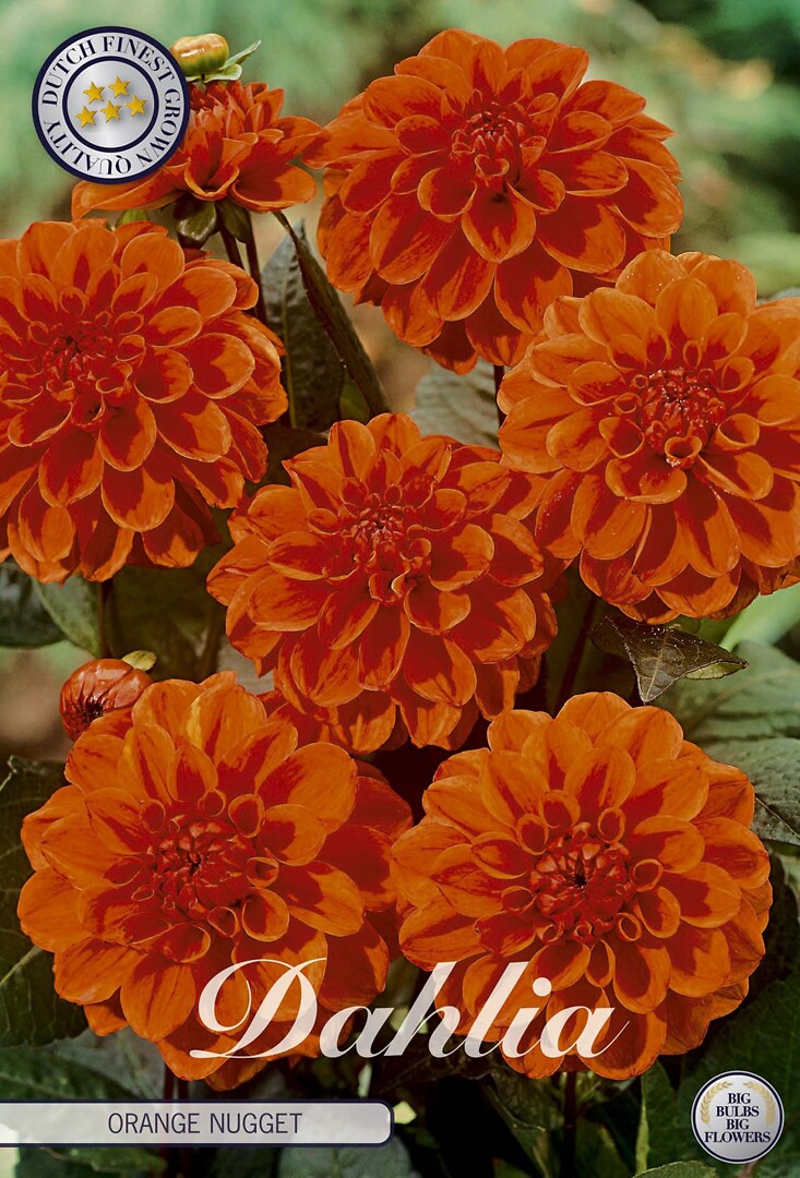 Dahlia Orange Nugget