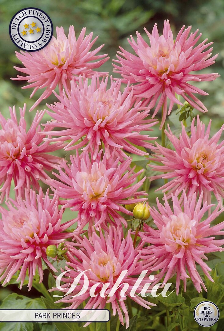 Dahlia Park Princess