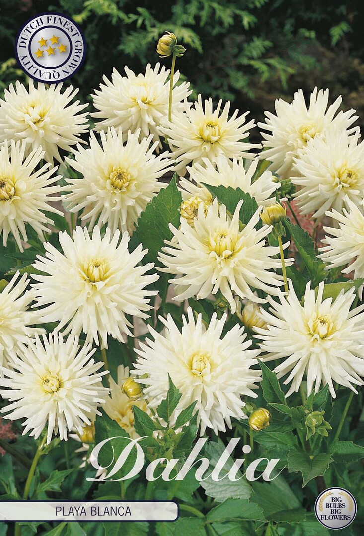 Dahlia Playa Blanca