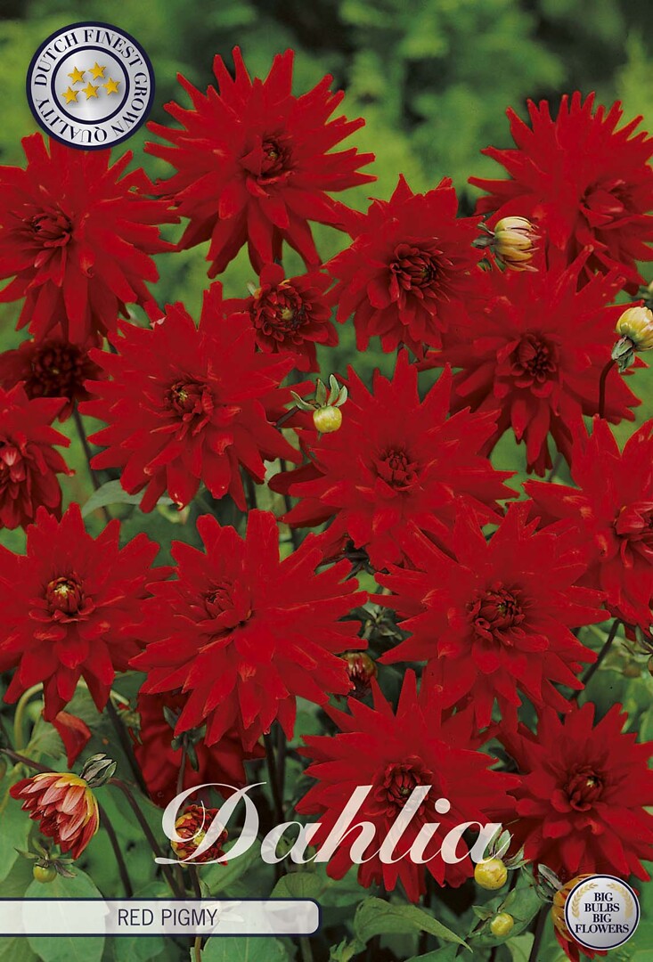 Dahlia Red Pigmy