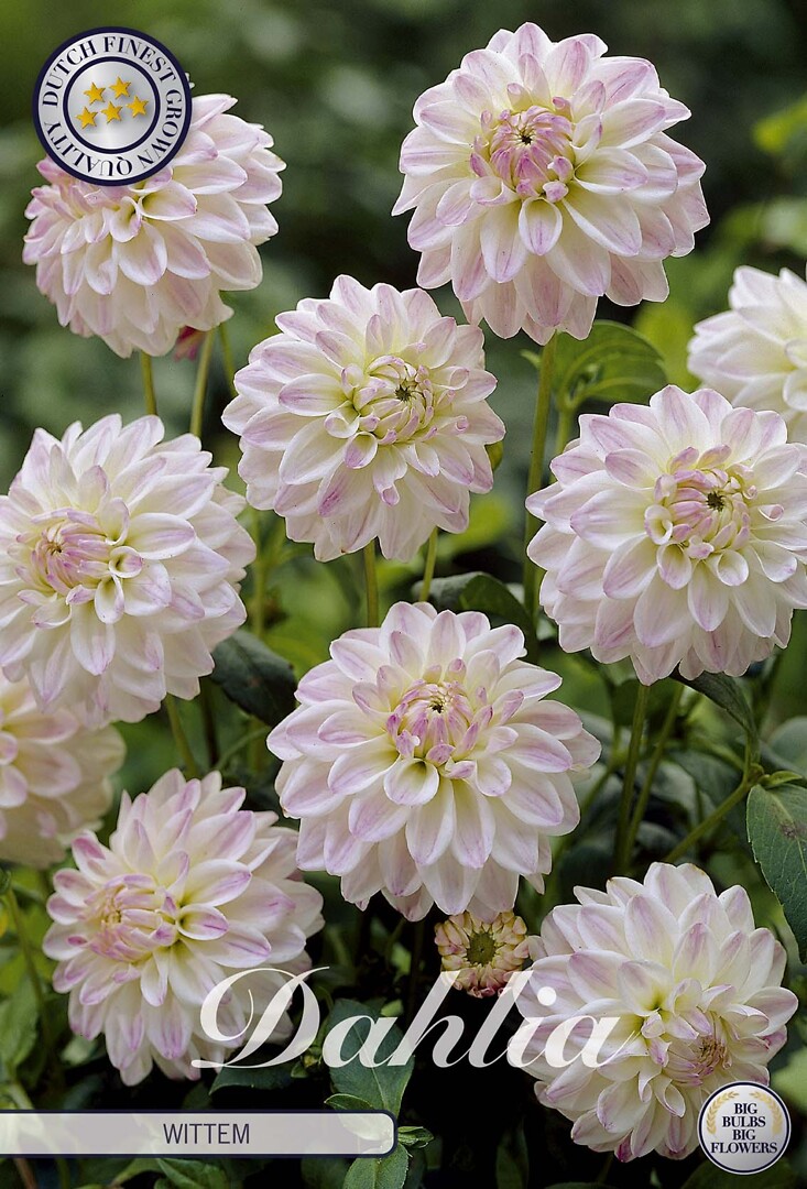 Dahlia Wittem
