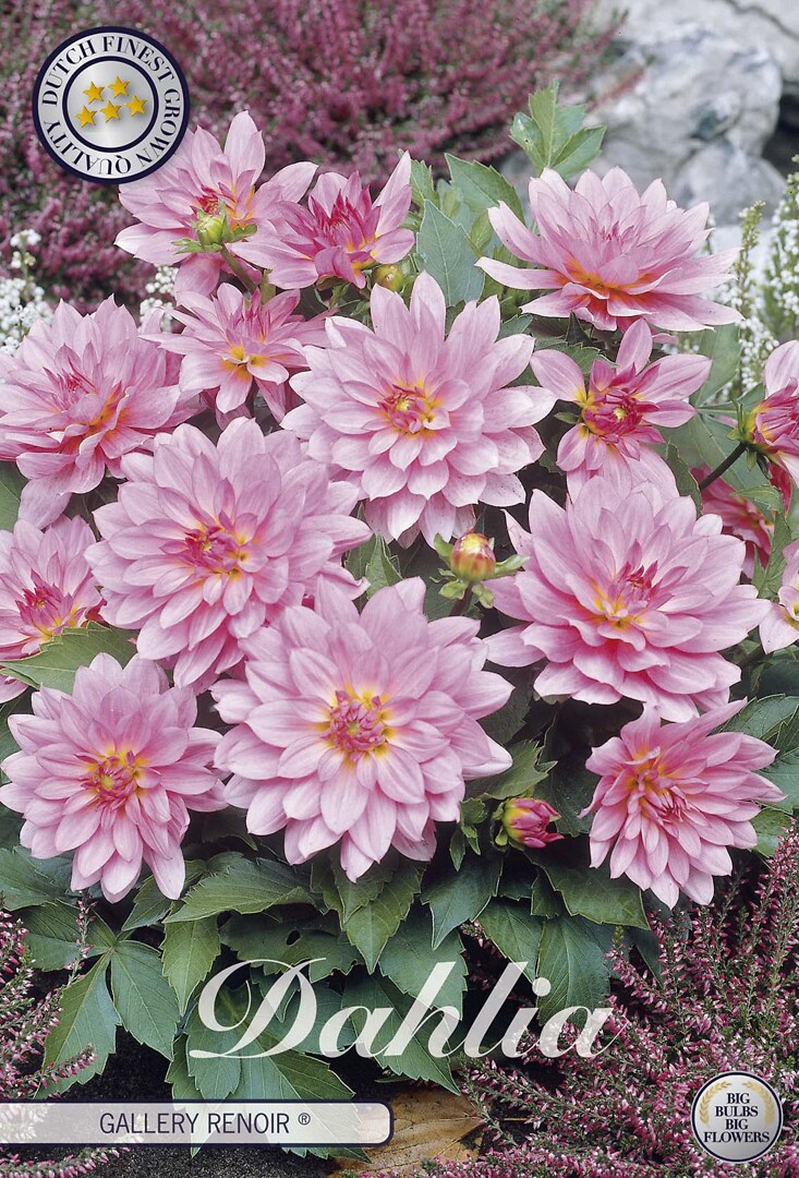 Dahlia Renoir
