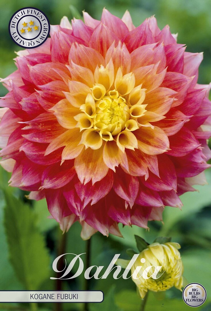 Dahlia Kogane