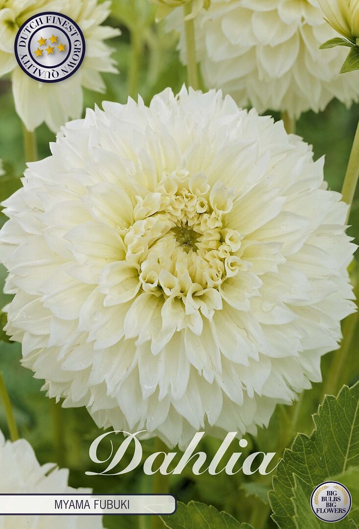Dahlia Myama