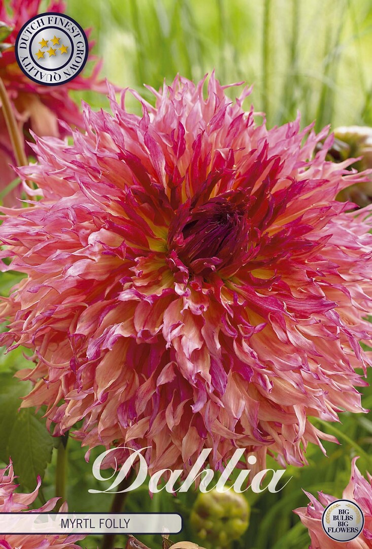 Dahlia Myrtl Folly