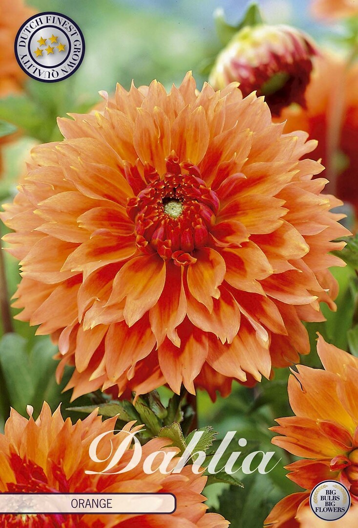 Dahlia Fubuki Orange