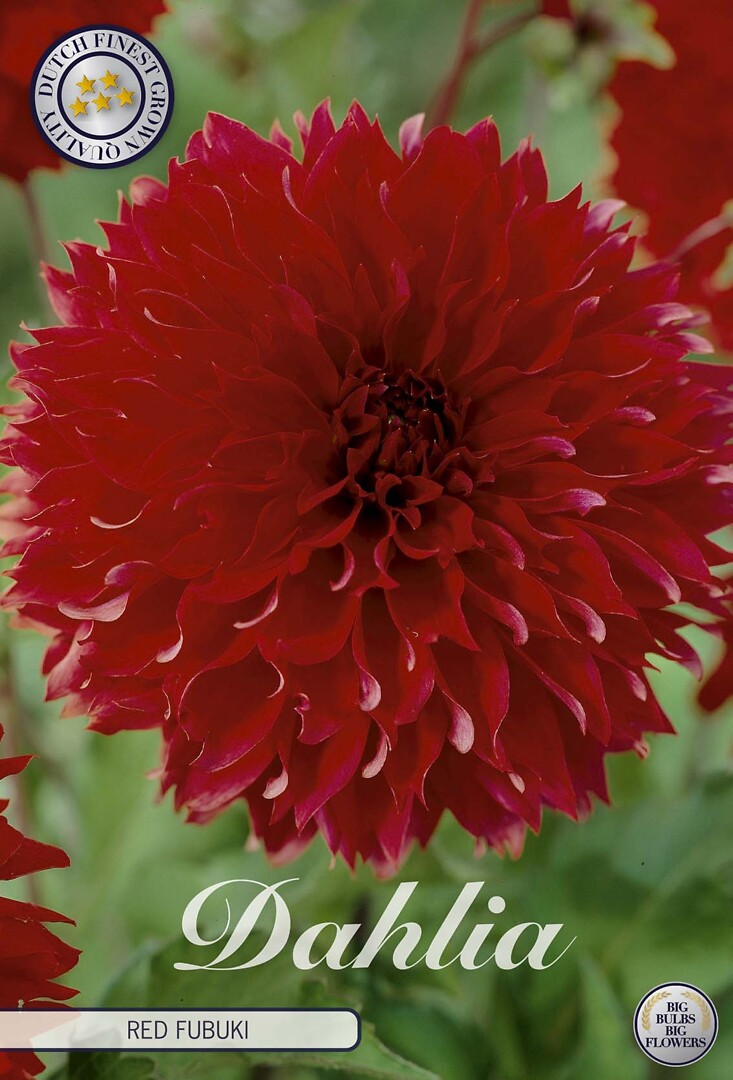 Dahlia Fubuki Red