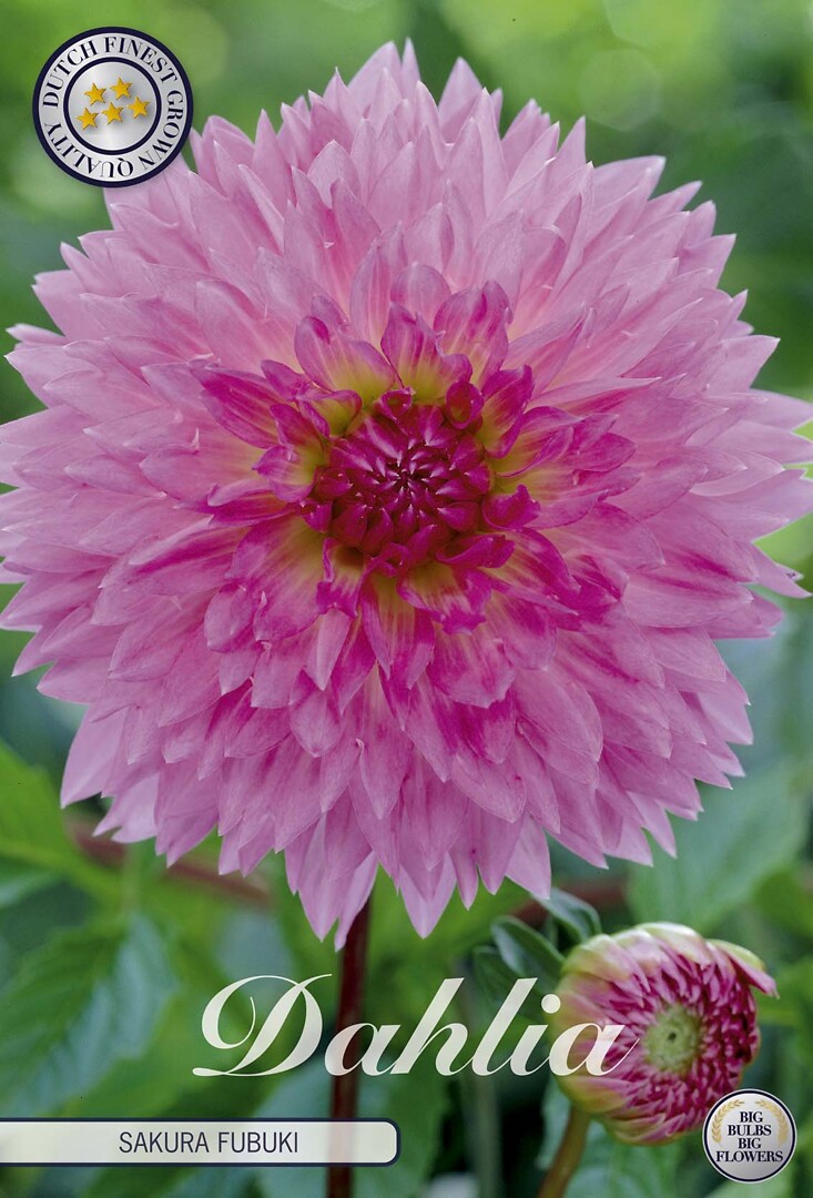 Dahlia Sakura