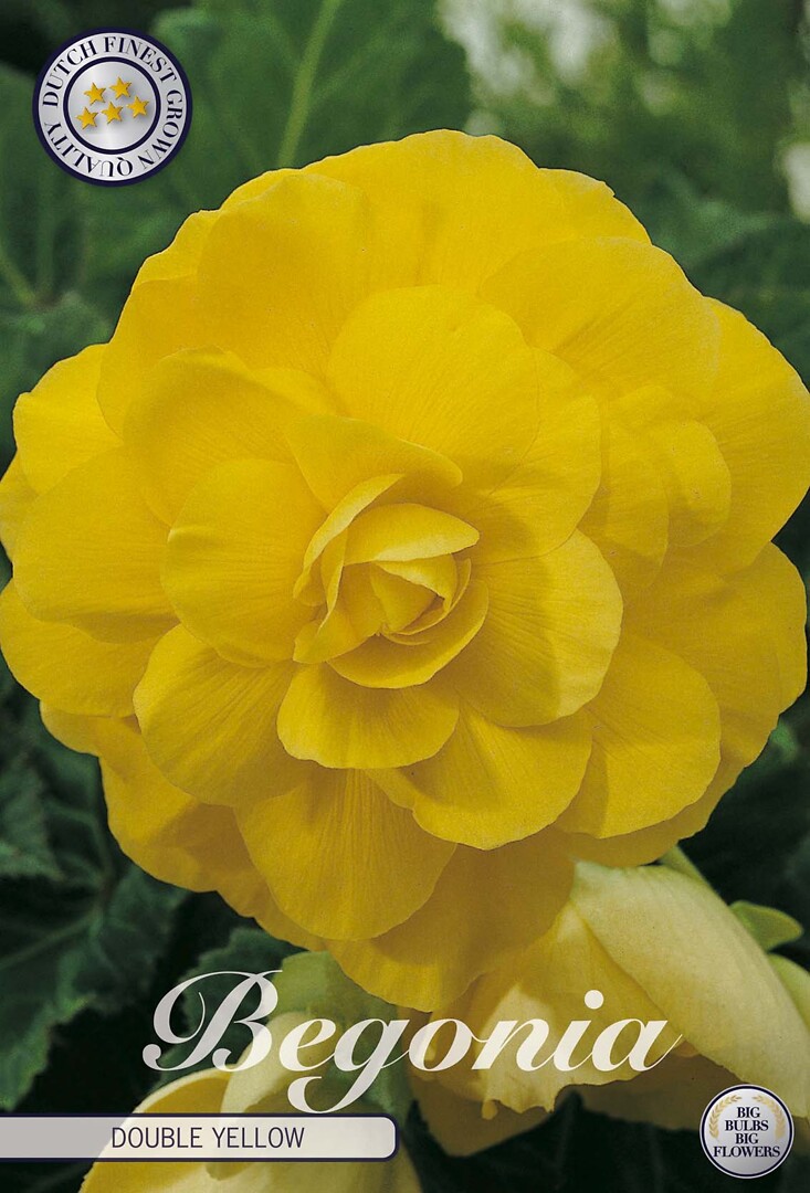 Begonia Double Yellow