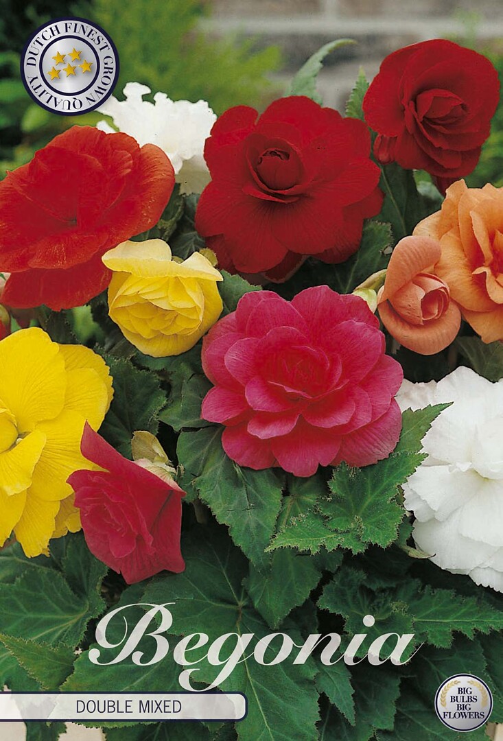 Begonia Double Mixed