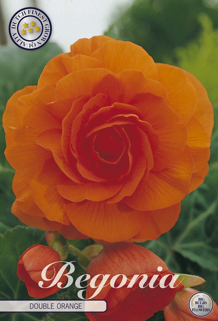 Begonia Double Orange