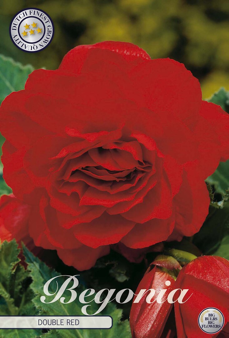 Begonia Double Red
