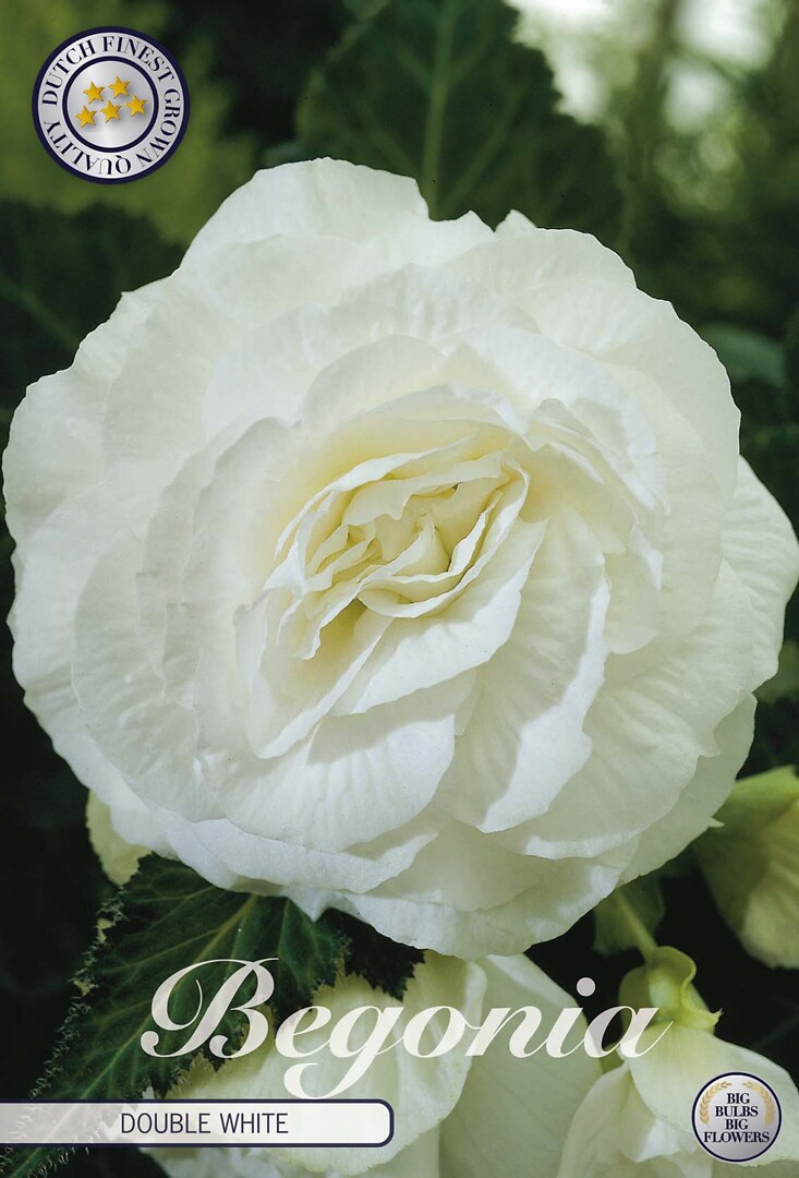 Begonia Double White