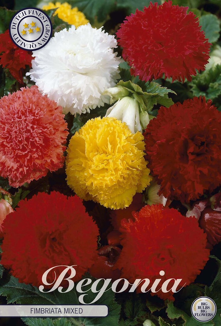 Begonia Fimbriata Mixed