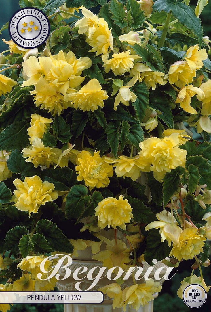 Begonia Pendula Yellow