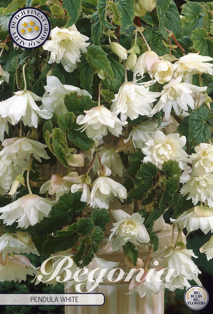 Begonia Pendula White