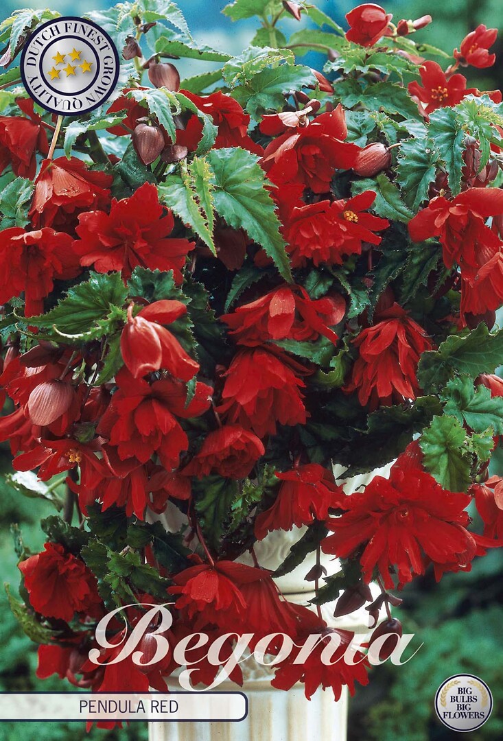 Begonia Pendula Red
