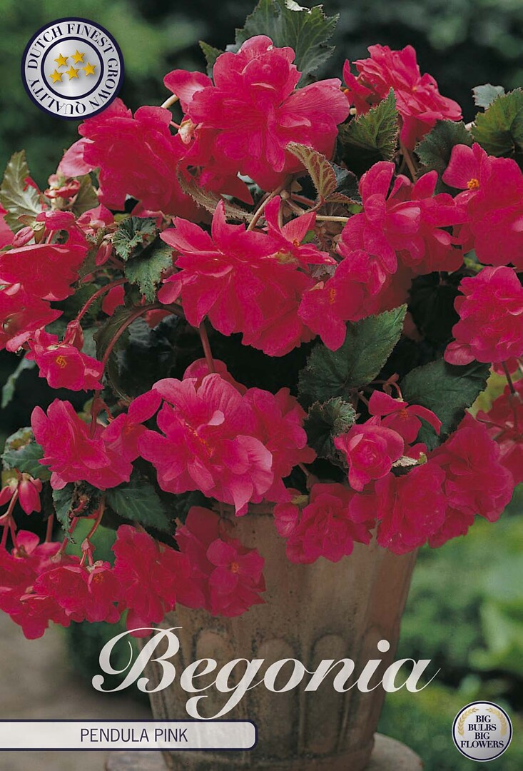 Begonia Pendula Pink