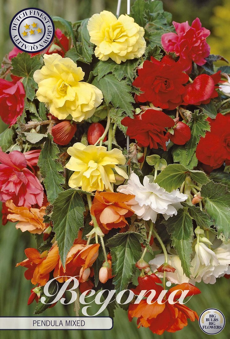 Begonia Pendula Mixed