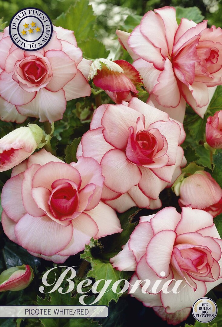 Begonia Picotee White/Red