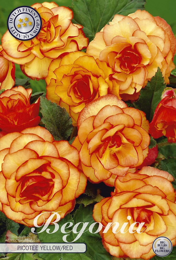 Begonia Picotee Yellow/Red