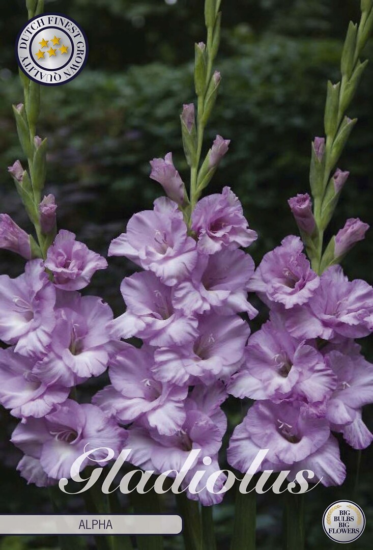 Gladiolus Alpha