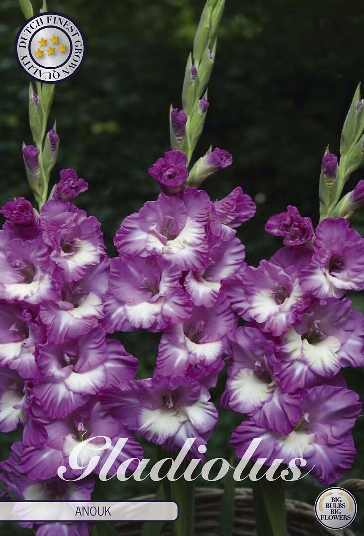 Gladiolus Anouk