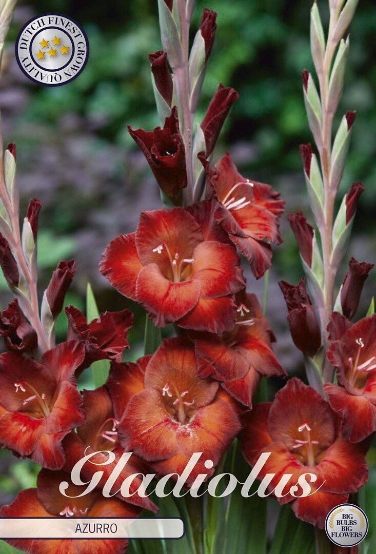 Gladiolus Azurro