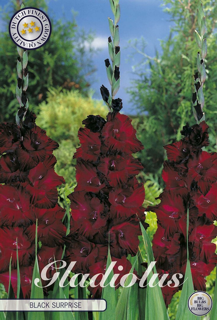Gladiolus Black Surprice