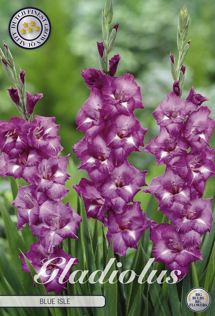 Gladiolus Blue Isle