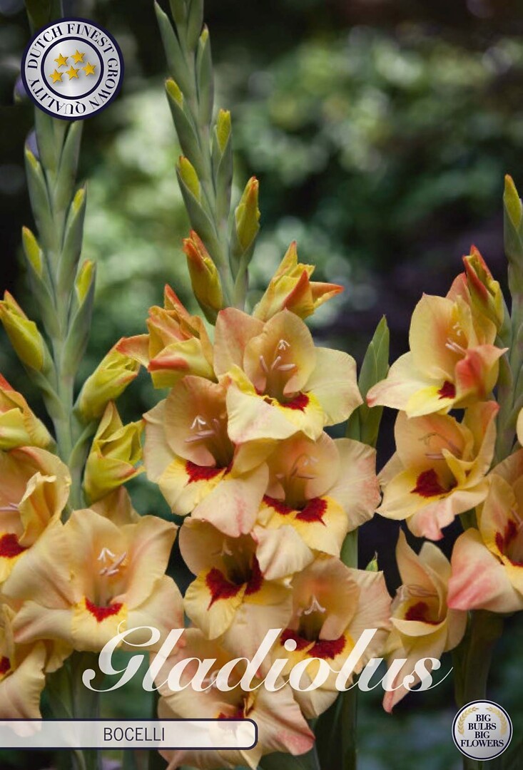 Gladiolus Bocelli