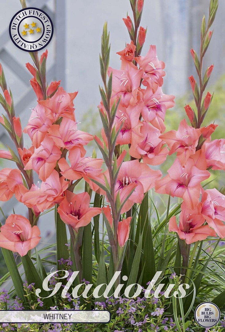Gladiolus Whitney