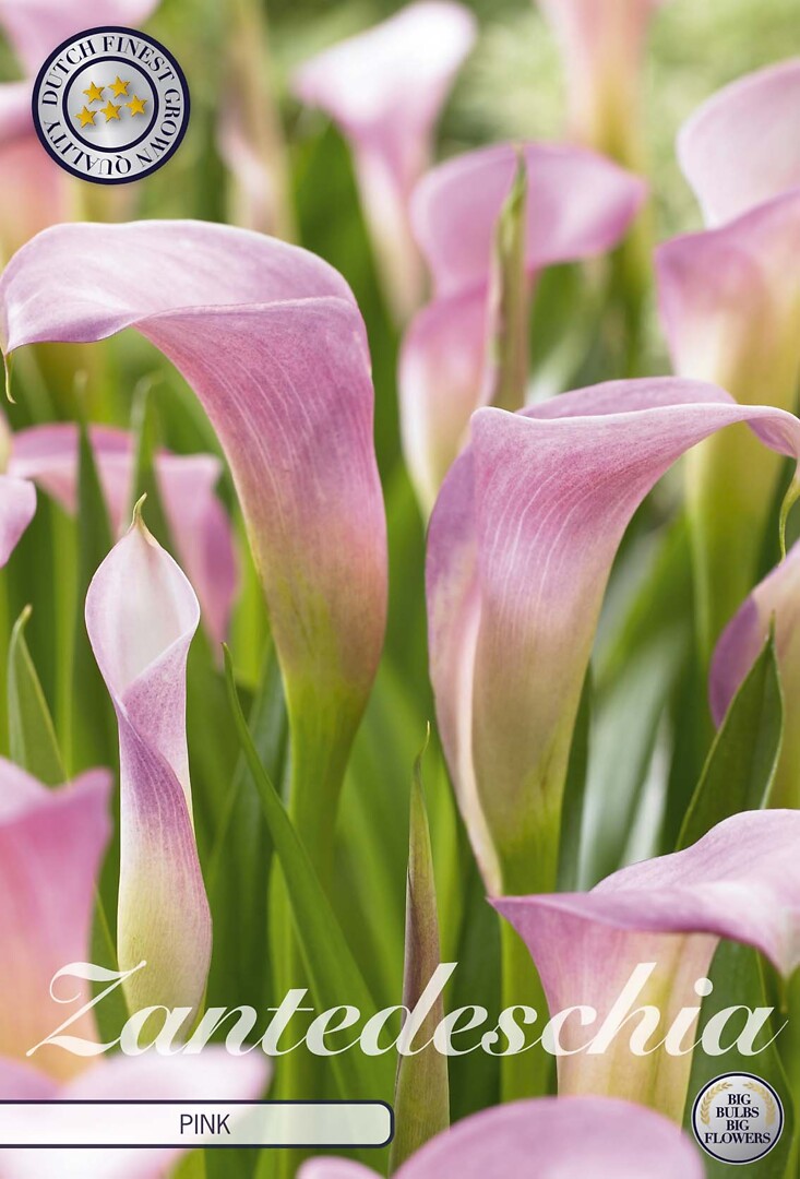 Kalla Light Pink
