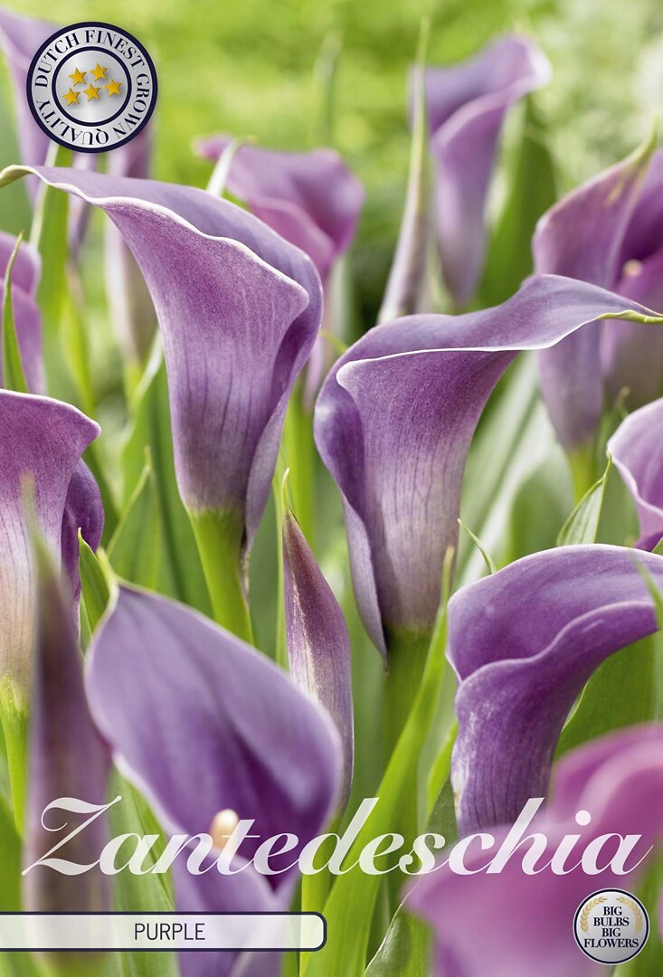 Kalla Purple