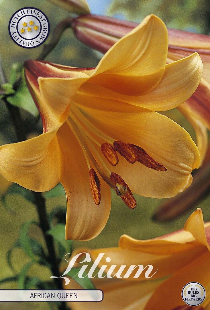 Lilium African Queen