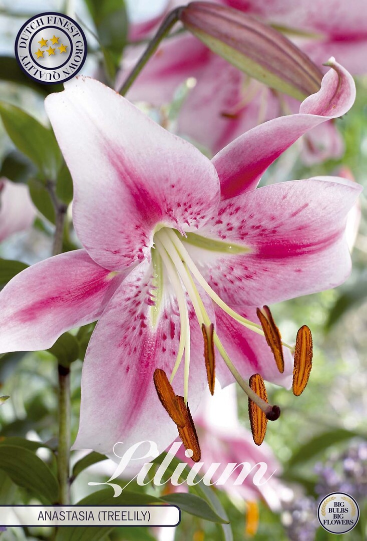 Lilium Anastasia (Treelily)