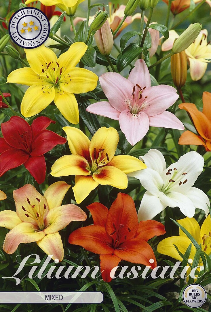 Lilium Asiatic Mixed