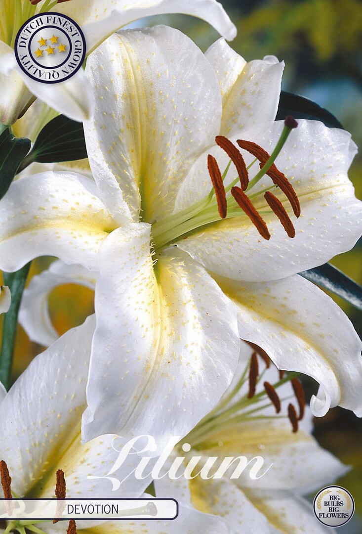 Lilium Devotion
