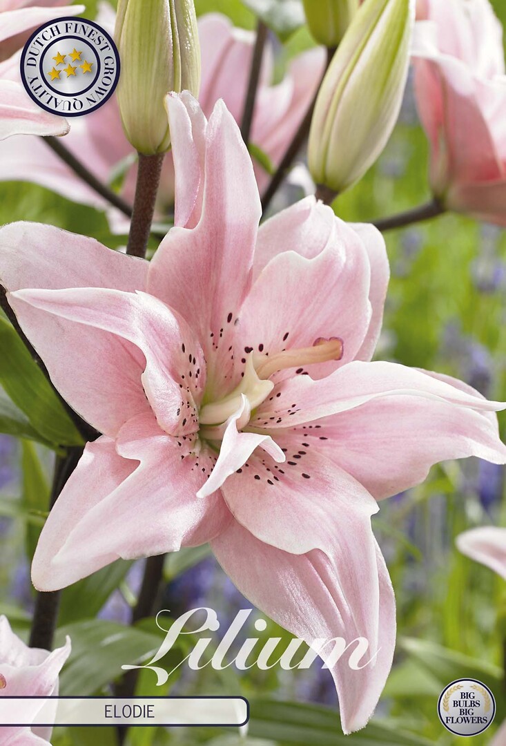 Lilium Elodie