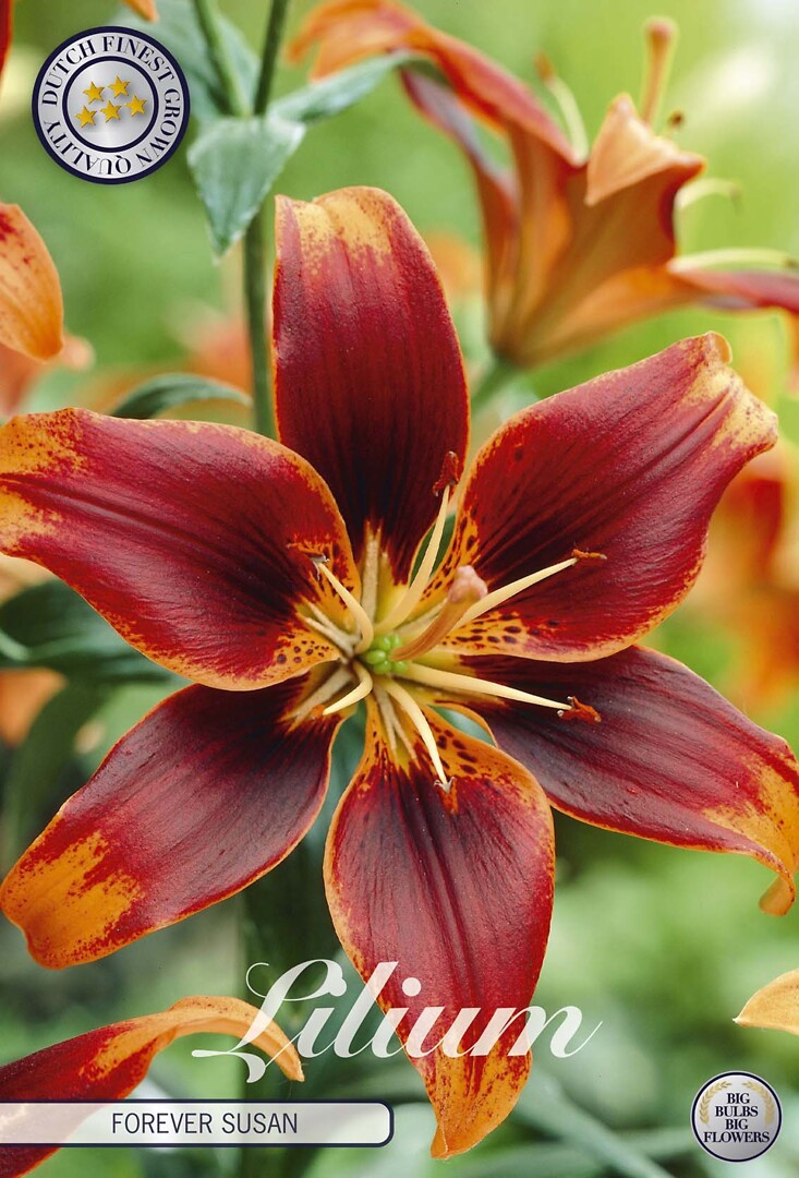 Lilium Forever Susan