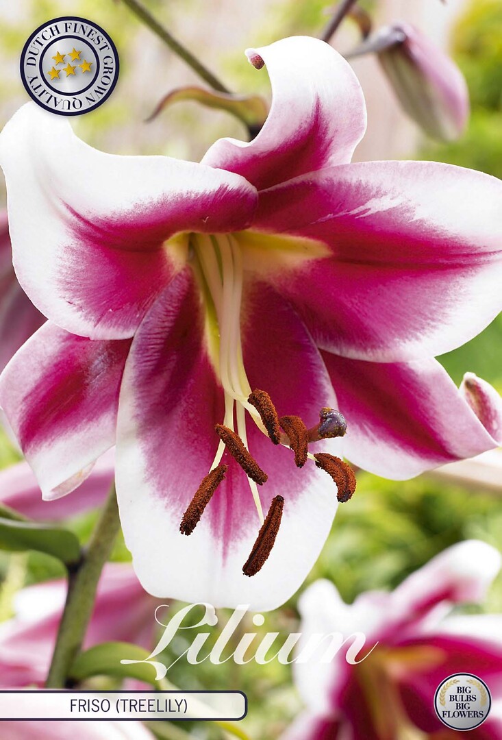 Lilium Friso (Treelily)